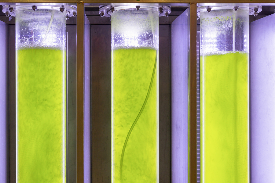 algae fuel biofuel 